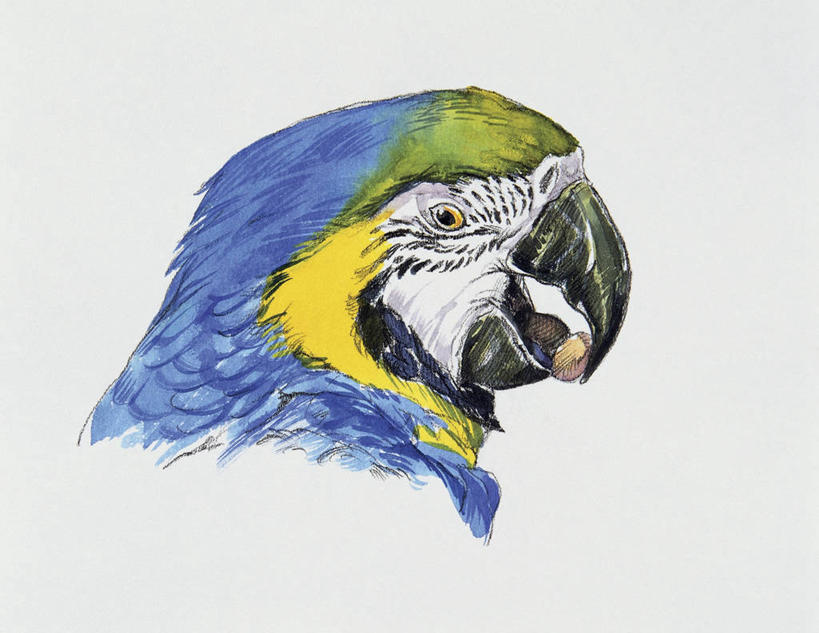 无人,横图,插画,特写,白色背景,数码,科技,野生动物,鹦鹉,阴影,网络,鸟类,高光,几何,计算机图形,合成,图像,图画,画,白色,动物,电脑合成图,数码合成图,生物学,金刚鹦鹉,合成图,主题,漫画,喙,计算机制图,写实,具体,具象,构图,热带鸟,蓝黄金刚鹦鹉,彩图,动物学,脊椎动物亚门