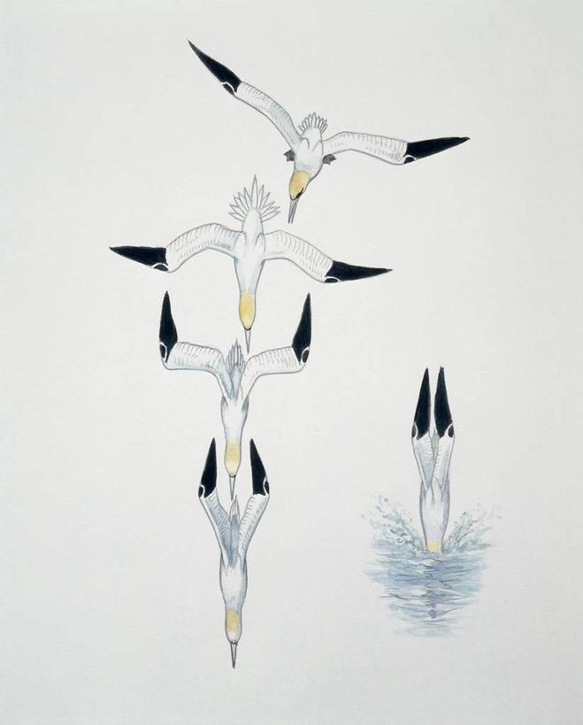 无人,竖图,插画,特写,白色背景,多次曝光,数码,科技,水,海鸟,野生动物,阴影,溅,网络,翅膀,鸟类,捕食,高光,几何,计算机图形,合成,图像,图画,画,白色,动物,电脑合成图,数码合成图,生物学,合成图,主题,自然现象,漫画,计算机制图,写实,具体,具象,构图,下移,鲣鸟,北方鲣鸟,彩图,动物行为,动物学,脊椎动物亚门