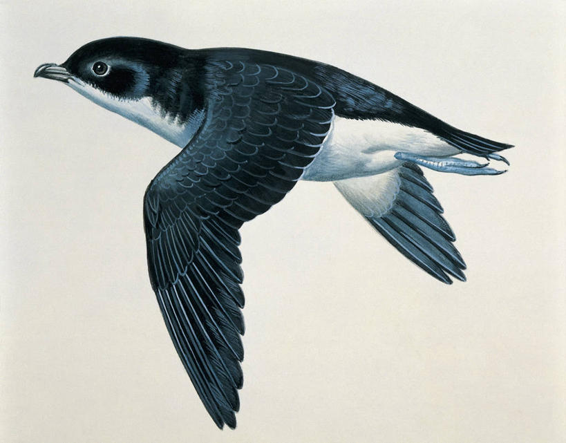 无人,横图,插画,特写,白色背景,数码,科技,海鸟,鸟,野生动物,阴影,科学,网络,鸟类,高光,几何,计算机图形,合成,图像,图画,飞,画,白色,动物,电脑合成图,数码合成图,生物学,合成图,主题,漫画,计算机制图,写实,具体,具象,构图,海燕,彩图,动物学,鹈燕,脊椎动物亚门