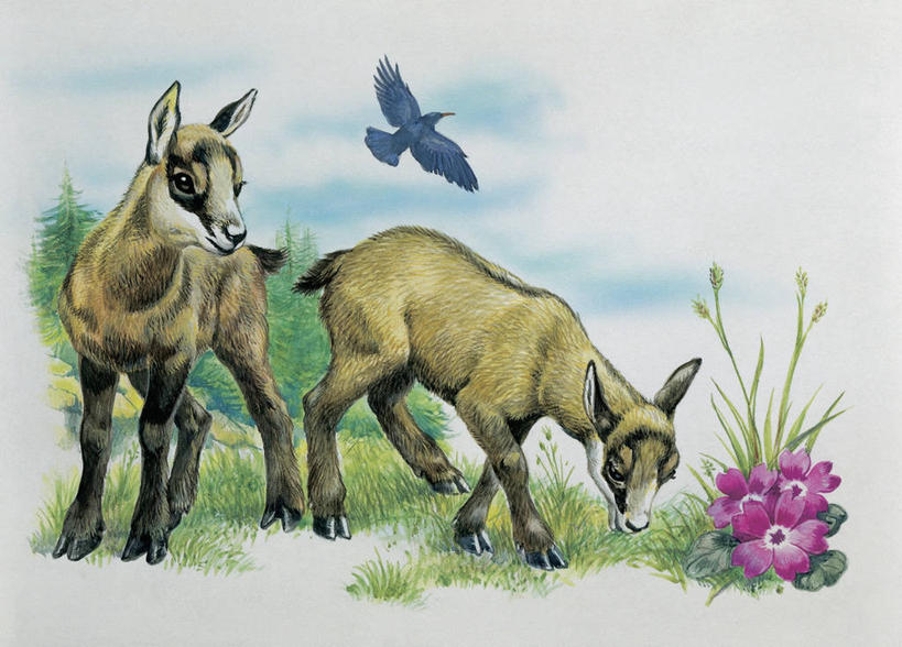 无人,横图,插画,特写,白色背景,数码,科技,植物,哺乳动物,野生动物,三只,阴影,科学,网络,羚羊,鸟类,高光,几何,计算机图形,合成,图像,图画,飞,画,草,花,白色,动物,生物,食草动物,乌鸦,电脑合成图,数码合成图,生物学,合成图,主题,小鹿,漫画,偶蹄目,计算机制图,写实,具体,具象,构图,彩图,动物学,岩羚羊,脊椎动物亚门