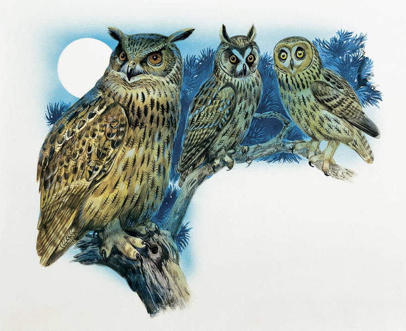 无人,横图,插画,室外,特写,夜晚,数码,科技,植物,猫头鹰,鸟,野生动物,三只,阴影,网络,鸟类,月亮,枝,高光,几何,计算机图形,合成,图像,图画,画,树,天空,动物,栖息,电脑合成图,数码合成图,生物学,合成图,主题,凶猛,漫画,计算机制图,长耳枭,写实,具体,具象,构图,鹰雕,残暴,凶残,鸮,枭,彩图,时空,动物学,大雕,脊椎动物亚门