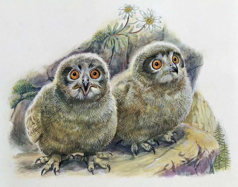 无人,横图,插画,室外,特写,白天,数码,科技,植物,猫头鹰,野生动物,阴影,网络,鸟类,枝,高光,几何,计算机图形,合成,图像,图画,画,花,树,动物,两只,电脑合成图,数码合成图,生物学,合成图,主题,漫画,计算机制图,写实,具体,具象,构图,鹰雕,彩图,时空,动物学,大雕,脊椎动物亚门