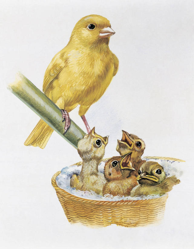 无人,竖图,插画,特写,白色背景,数码,科技,野生动物,阴影,网络,鸟类,鸟巢,枝,高光,几何,计算机图形,合成,图像,小鸟,图画,依靠,画,白色,动物,概念,生物,栖息,五只,保护,电脑合成图,数码合成图,生物学,合成图,关爱,主题,漫画,计算机制图,金丝雀,写实,具体,具象,构图,热带鸟,鸣鸟,开端,彩图,动物学