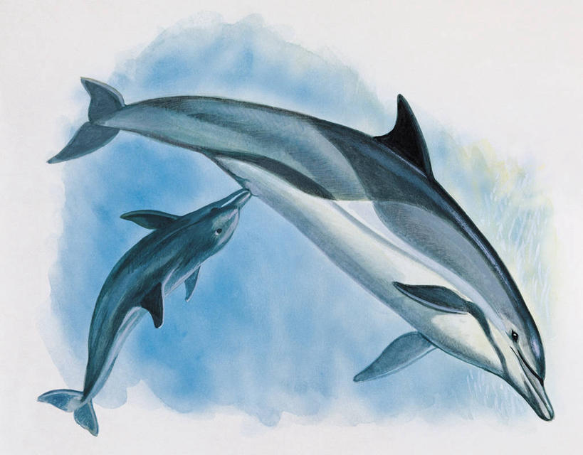 游泳,无人,横图,插画,特写,白色背景,数码,科技,水下,水,哺乳动物,海豚,野生动物,阴影,网络,高光,几何,计算机图形,合成,图像,图画,画,白色,动物,两只,生物,电脑合成图,数码合成图,生物学,合成图,主题,自然现象,漫画,小牛,计算机制图,写实,具体,具象,构图,鲸类,真海豚,彩图,时空,动物学