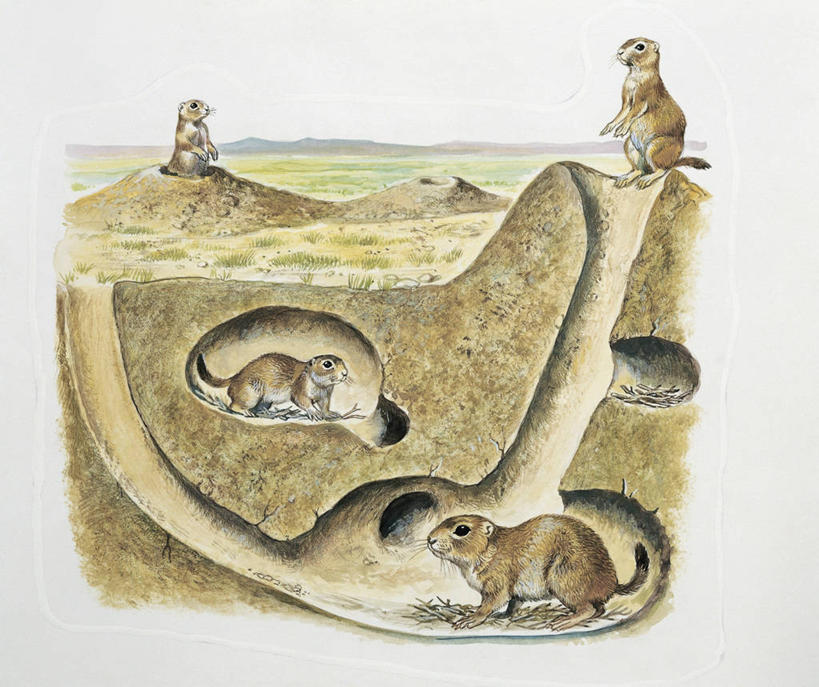 无人,横图,插画,室外,特写,白色背景,旅游,度假,数码,科技,美景,野生动物,四只,阴影,科学,网络,地形,景观,泥土,高光,几何,计算机图形,合成,图像,图画,娱乐,画,白色,自然,动物,平原,享受,休闲,景色,放松,可爱,洞穴,活泼,电脑合成图,数码合成图,生物学,合成图,自然风光,土拨鼠,主题,自然现象,漫画,计算机制图,旱獭,地貌,写实,具体,具象,天竺鼠,构图,黑尾草原犬鼠,黑尾牧鼠,黑尾土拨鼠,彩图,时空,草原土拨鼠,动物学