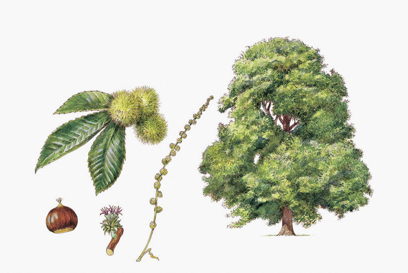 无人,横图,插画,特写,白色背景,数码,科技,植物,水果,阴影,科学,网络,栗子,坚果,高光,几何,计算机图形,合成,图像,图画,画,树,白色,自然,概念,生物,摄影,影棚,生长,电脑合成图,数码合成图,生物学,合成图,摄影棚,主题,漫画,计算机制图,落叶树,写实,具体,具象,构图,栗树,彩图,影棚拍摄,拍摄