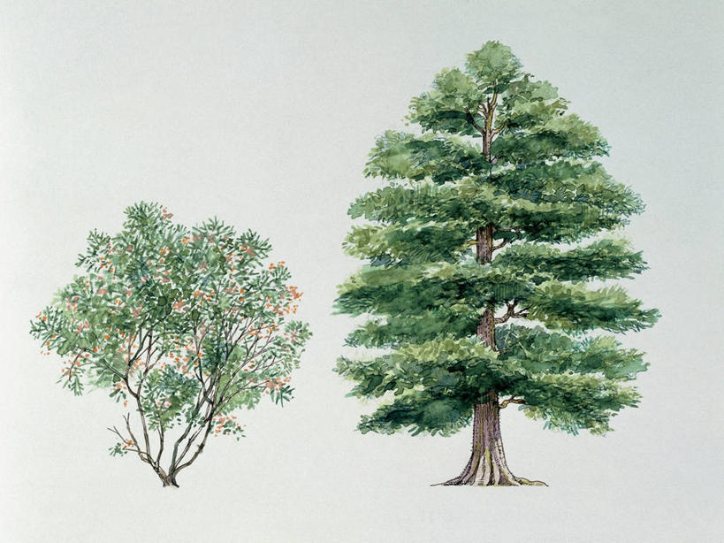 无人,横图,插画,白色背景,数码,科技,植物,阴影,网络,高光,几何,计算机图形,合成,图像,图画,画,花,树,绿色,白色,自然,概念,生物,生长,灌木,电脑合成图,数码合成图,合成图,主题,漫画,木棉树,计算机制图,写实,具体,具象,构图,彩图