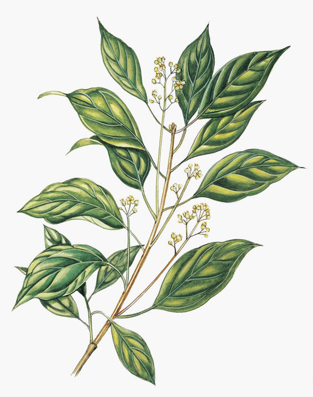 无人,竖图,插画,特写,白色背景,数码,科技,植物,樟树,叶子,阴影,网络,茎,枝,高光,几何,计算机图形,合成,图像,图画,画,花,白色,自然,概念,生物,生长,电脑合成图,数码合成图,脆弱,合成图,主题,漫画,计算机制图,落叶树,写实,具体,具象,构图,番樟,芳樟树,香樟,木樟,彩图