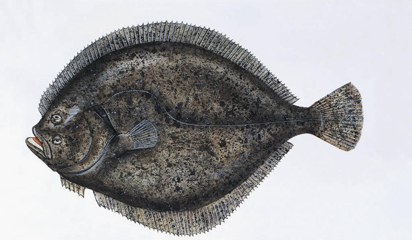 游泳,无人,横图,插画,特写,白色背景,数码,科技,比目鱼,野生动物,阴影,网络,高光,几何,计算机图形,合成,图像,图画,鱼类,画,白色,动物,生物,电脑合成图,数码合成图,生物学,合成图,主题,咸水鱼,漫画,大菱鲆,计算机制图,写实,具体,具象,构图,彩图,动物学,脊椎动物亚门