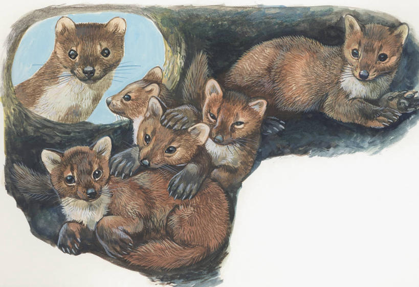 无人,坐,横图,插画,室外,特写,数码,科技,哺乳动物,野生动物,鼬鼠,阴影,科学,网络,高光,几何,计算机图形,合成,图像,图画,画,动物,生物,洞穴,电脑合成图,数码合成图,生物学,合成图,主题,狡猾,漫画,计算机制图,写实,具体,具象,构图,狡诈,黄鼬,黄鼠狼,彩图,给予,时空,动物学,脊椎动物亚门