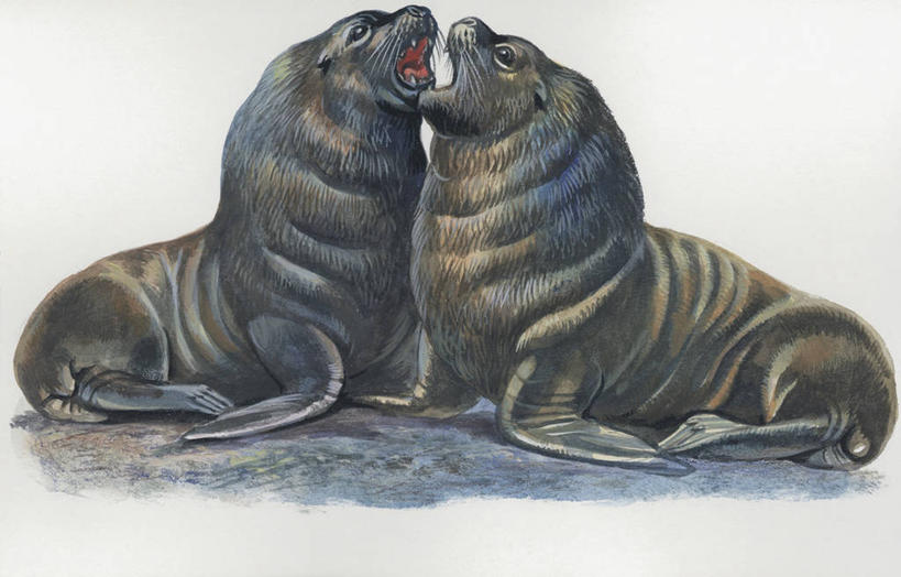 无人,横图,插画,室外,特写,白天,数码,科技,哺乳动物,海狮,野生动物,阴影,科学,网络,高光,几何,计算机图形,合成,图像,图画,画,动物,两只,概念,生物,电脑合成图,数码合成图,生物学,合成图,交配,主题,漫画,计算机制图,写实,具体,具象,构图,南美海狮,彩图,爱,时空,动物学,脊椎动物亚门