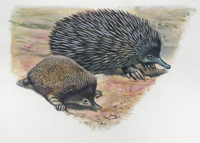 无人,横图,插画,室外,特写,白天,数码,科技,森林,哺乳动物,豪猪,野生动物,阴影,科学,网络,高光,几何,计算机图形,合成,图像,图画,画,动物,两只,概念,生物,电脑合成图,数码合成图,锋利,生物学,尖锐,合成图,主题,漫画,计算机制图,写实,具体,具象,构图,食蚁兽,针鼹,猪鬃,彩图,时空,动物学,林区,脊椎动物亚门