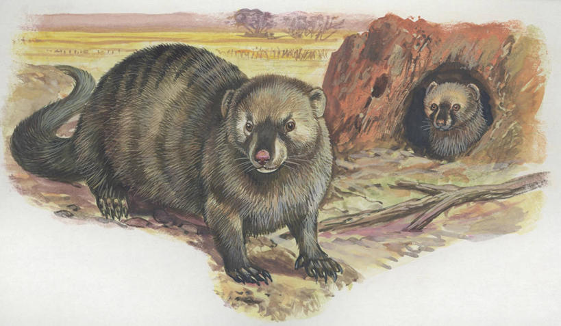 无人,横图,插画,室外,特写,白天,数码,科技,森林,哺乳动物,野生动物,阴影,科学,网络,高光,几何,计算机图形,合成,图像,图画,画,草,动物,两只,生物,电脑合成图,数码合成图,生物学,合成图,主题,漫画,猫鼬,计算机制图,写实,具体,具象,构图,非洲獴,彩图,时空,动物学,林区,脊椎动物亚门