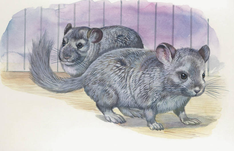 无人,横图,插画,特写,白天,白色背景,数码,科技,哺乳动物,宠物,野生动物,阴影,科学,网络,笼子,高光,几何,计算机图形,合成,图像,图画,画,白色,动物,两只,生物,家畜,鼠,电脑合成图,数码合成图,生物学,合成图,主题,漫画,计算机制图,写实,具体,具象,构图,栗鼠,龙猫,毛丝鼠,南美洲栗鼠,绒鼠,彩图,动物学