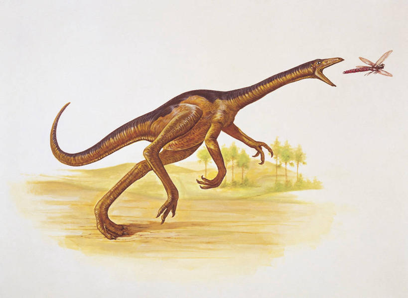 无人,跑,横图,插画,室外,白天,侧面,旅游,度假,数码,科技,美景,植物,哺乳动物,野生动物,阴影,科学,网络,蜻蜓,捕食,昆虫,地形,景观,高光,几何,计算机图形,合成,图像,图画,历史,娱乐,飞,画,树,天空,自然,动物,两只,享受,休闲,概念,生物,景色,放松,恐龙,电脑合成图,数码合成图,生物学,合成图,自然风光,主题,自然现象,漫画,视角,益虫,计算机制图,写实,具体,具象,构图,古代史,进化,地质学,史前时代,颈,彩图,似鸵龙,食物链,时空,动物学,白垩系,过去,古生物学,脊椎动物亚门