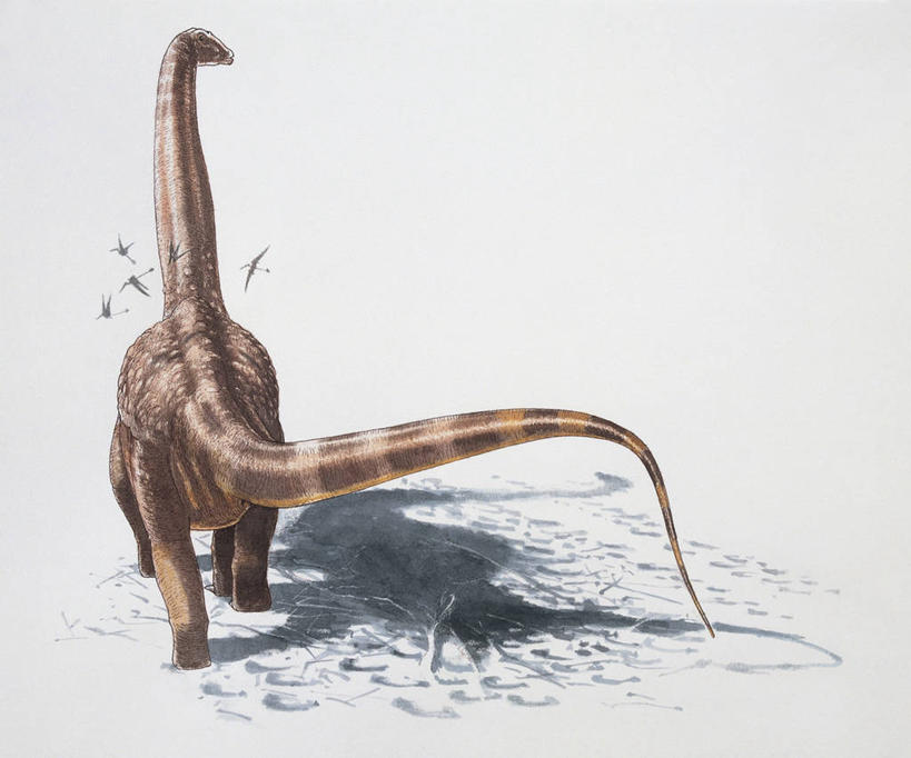 无人,横图,插画,室外,白天,数码,科技,野生动物,阴影,科学,网络,鸟类,尾巴,沙子,高光,几何,计算机图形,合成,图像,图画,历史,飞,画,背面,天空,动物,概念,生物,恐龙,五只,电脑合成图,数码合成图,生物学,合成图,主题,自然现象,漫画,视角,计算机制图,写实,具体,具象,构图,古代史,进化,地质学,史前时代,翼手龙,颈,彩图,时空,动物学,白垩系,过去,古生物学,脊椎动物亚门