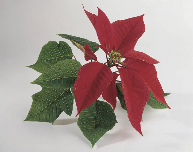 无人,横图,室内,特写,白色背景,静物,叶子,图像,花蕾,花,白色,概念,摄影,猩猩木,脆弱,构图,彩图,影棚拍摄,时空