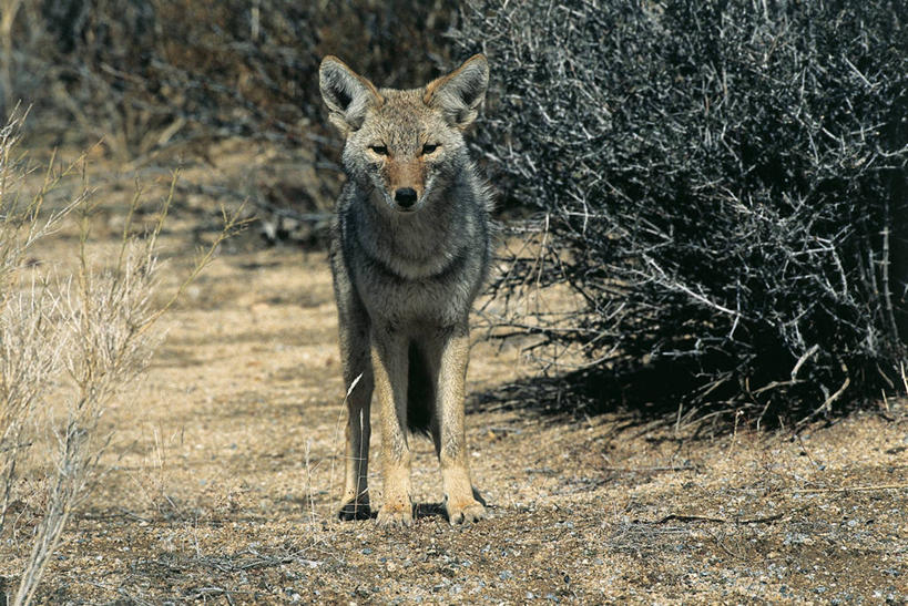 无人,站,横图,室外,白天,正面,森林,植物,哺乳动物,野生动物,图像,绿色,自然,动物,生物,摄影,生长,成长,灌木,野狗,主题,肖像,视角,丛林狼,构图,彩图,时空,林区,脊椎动物亚门