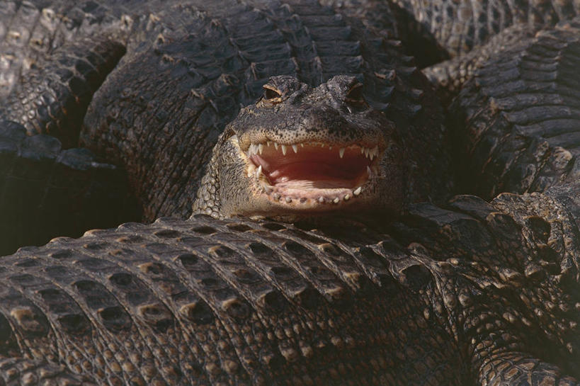 无人,横图,室外,特写,白天,风险,鳄鱼,野生动物,爬行动物,图像,动物,张嘴,概念,生物,摄影,威胁,主题,进攻,凶猛,张大嘴巴,短吻鳄,构图,美国短吻鳄,密河鳄,残暴,危险,凶残,张开嘴,彩图,时空,脊椎动物亚门