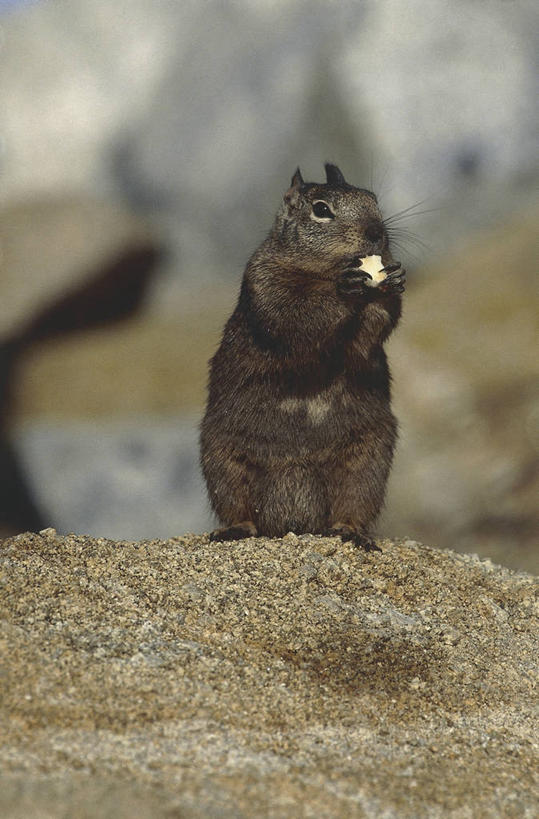 无人,站,吃,竖图,室外,白天,哺乳动物,野生动物,美国,图像,动物,松鼠,摄影,北美,北美洲,加利福尼亚,主题,美洲,地松鼠,北亚美利加洲,亚美利加洲,构图,岩石,彩图,美利坚合众国,时空,脊椎动物亚门