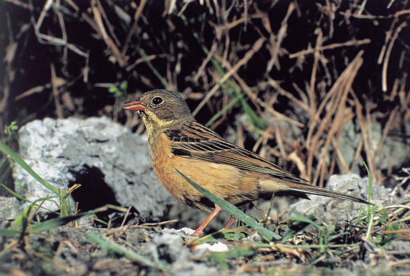 无人,横图,室外,特写,白天,侧面,野生动物,鸟类,图像,草,动物,摄影,栖息,主题,视角,构图,鸣鸟,岩石,彩图,时空,脊椎动物亚门