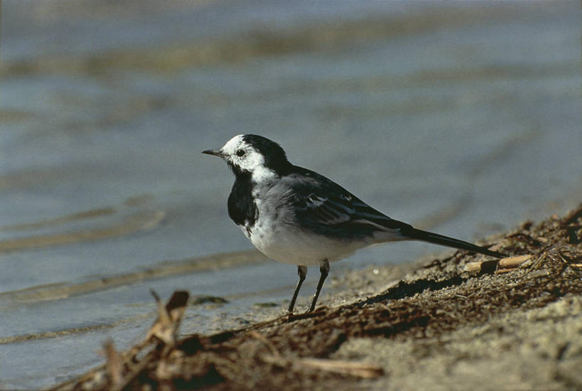 无人,横图,室外,特写,白天,侧面,野生动物,鸟类,图像,动物,摄影,栖息,主题,视角,构图,鸣鸟,彩图,时空,脊椎动物亚门