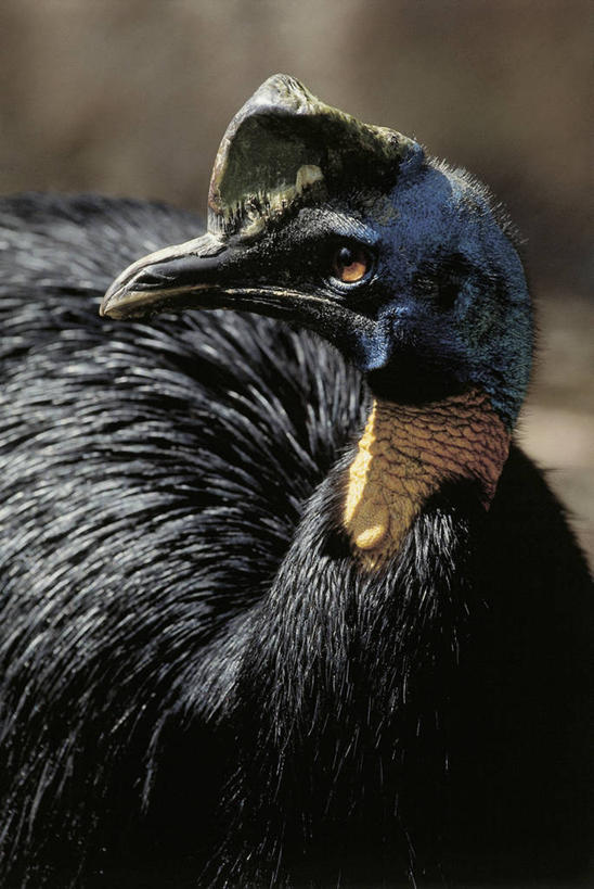 无人,竖图,室外,特写,白天,正面,野生动物,鸟类,图像,动物,摄影,主题,视角,喙,构图,食火鸡,彩图,时空,南鹤鸵,脊椎动物亚门