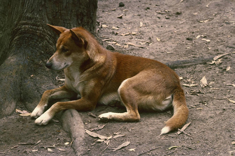 无人,坐,横图,室外,特写,白天,侧面,植物,哺乳动物,狗,野生动物,图像,树,绿色,自然,动物,生物,摄影,生长,成长,野狗,主题,视角,构图,澳洲野狗,彩图,时空,脊椎动物亚门
