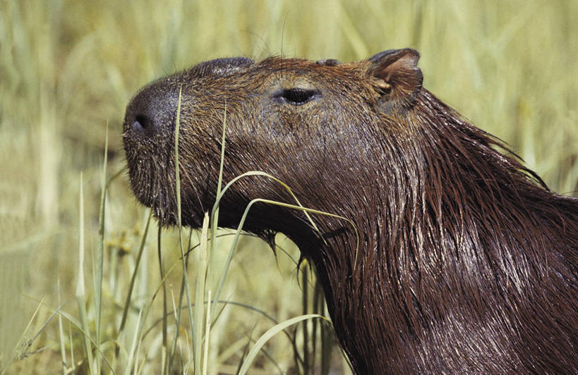 无人,横图,室外,特写,白天,侧面,植物,哺乳动物,野生动物,图像,草,动物,生物,摄影,主题,视角,水豚,构图,彩图,时空,脊椎动物亚门