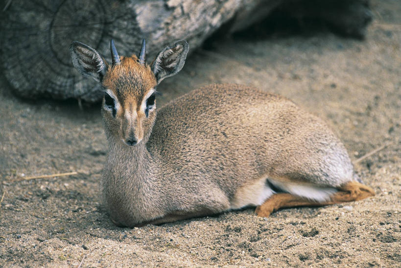 无人,坐,横图,室外,特写,白天,侧面,哺乳动物,野生动物,羊,羚羊,图像,动物,生物,可爱,摄影,活泼,食草动物,主题,肖像,视角,偶蹄目,构图,彩图,时空,脊椎动物亚门