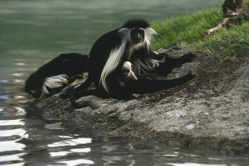 无人,横图,室外,白天,湖,哺乳动物,野生动物,猴子,三只,波纹,反射,科学,图像,草,动物,生物,摄影,生物学,叶猴,主题,灵长目,构图,死水,岩石,彩图,时空,动物学,脊椎动物亚门