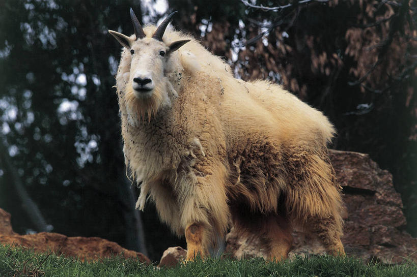 无人,站,横图,室外,白天,森林,哺乳动物,野生动物,科学,图像,动物,生物,摄影,生物学,主题,偶蹄目,构图,野生白山羊,岩石,山羊,绵羊,彩图,时空,动物学,林区,脊椎动物亚门