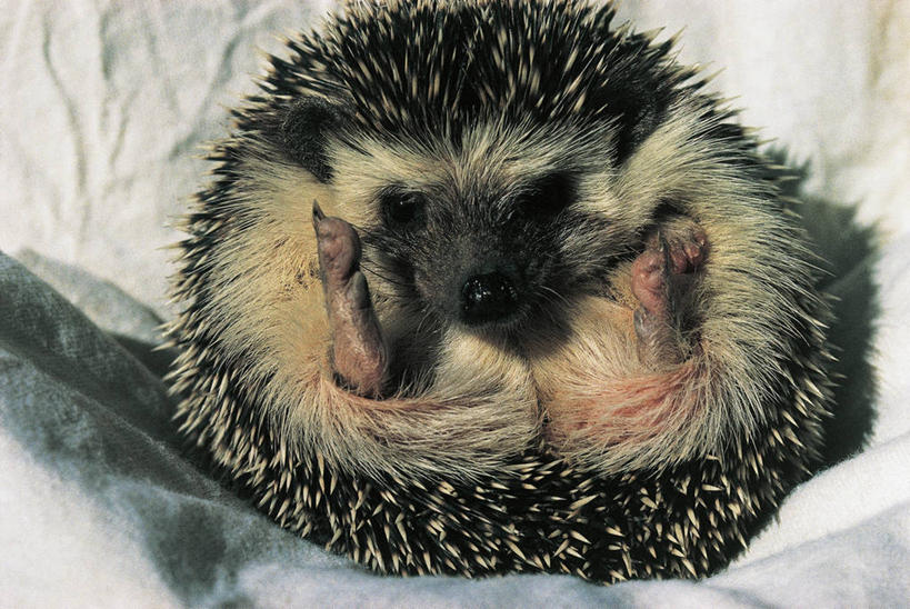 无人,横图,室内,特写,哺乳动物,豪猪,野生动物,科学,图像,动物,生物,摄影,生物学,主题,构图,彩图,时空,动物学,脊椎动物亚门