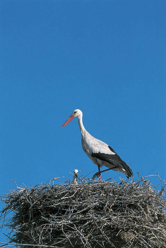 无人,竖图,室外,特写,白天,野生动物,科学,鸟类,鸟巢,图像,蓝色,天空,动物,两只,生物,摄影,生物学,鹳,主题,白鹳,万里无云,构图,彩图,时空,动物学,脊椎动物亚门