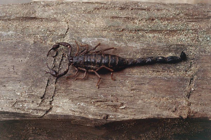 无人,横图,俯视,室外,特写,白天,野生动物,非洲,马达加斯加,科学,图像,动物,摄影,生物学,主题,节肢动物,蝎子,视角,构图,东非,彩图,高角度拍摄,时空,动物学