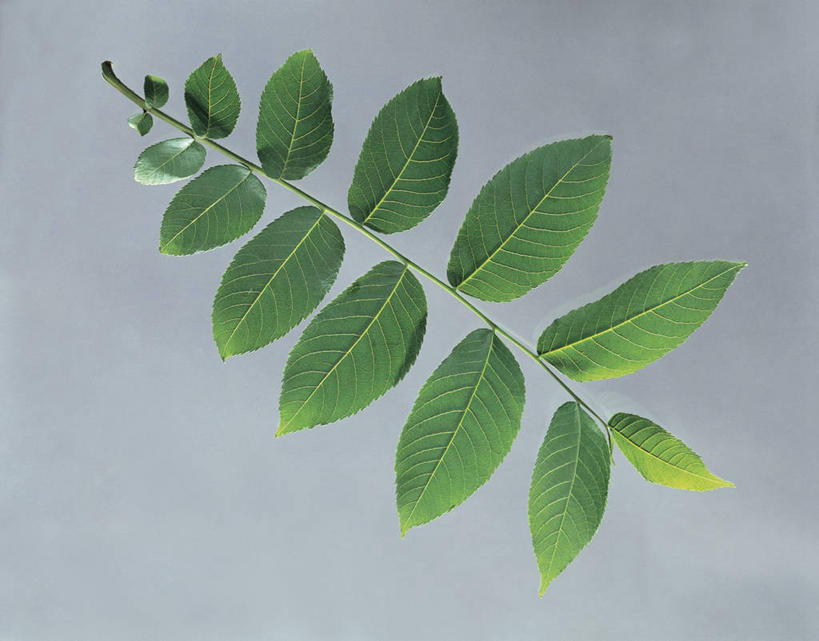 无人,横图,室内,特写,静物,叶子,科学,图像,绿色,摄影,生物学,构图,胡桃树,叶脉,彩图,影棚拍摄,时空