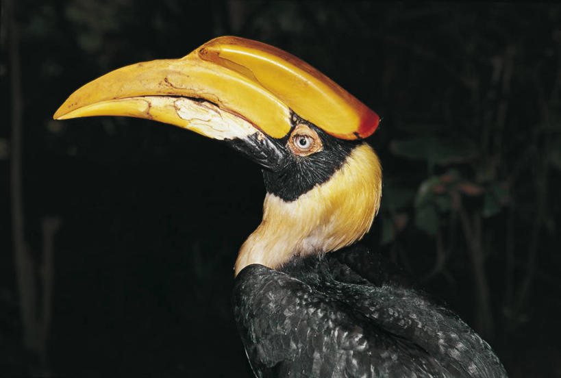 无人,横图,室外,特写,夜晚,侧面,野生动物,鸟类,图像,动物,摄影,主题,视角,喙,犀鸟,构图,热带鸟,彩图,时空,大犀鸟