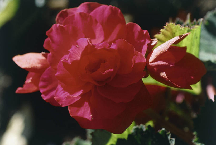 无人,横图,室外,特写,夜晚,美景,叶子,科学,景观,茎,图像,红色,自然,概念,景色,摄影,秋海棠,生物学,自然风光,主题,构图,彩图,时空