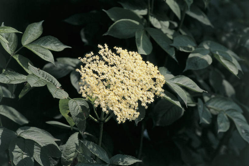 无人,横图,俯视,室外,特写,夜晚,美景,植物,浆果,叶子,科学,景观,草药,药草,图像,中药,花,花朵,树,树木,绿色,自然,概念,景色,摄影,生长,成长,生物学,自然风光,主题,药材,中草药,视角,接骨木,中药材,本草,落叶树,构图,草珊瑚,接骨金粟兰,九节茶,九节风,九节花,肿节风,竹节茶,彩图,高角度拍摄,时空