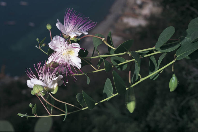 无人,横图,室外,特写,夜晚,美景,叶子,意大利,欧洲,科学,岛,景观,香料,茎,图像,花,花朵,自然,概念,景色,摄影,生物学,西西里,地中海文化,南欧,自然风光,主题,马槟榔,地貌,构图,伊奥利亚群岛,彩图,时空,传统文化