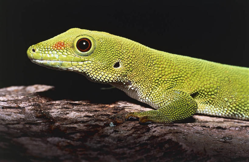 无人,横图,室外,特写,夜晚,侧面,壁虎,野生动物,蜥蜴,蜘蛛,图像,树,树干,动物,概念,生物,摄影,主题,生存,视角,狼蛛,构图,彩图,时空,脊椎动物亚门