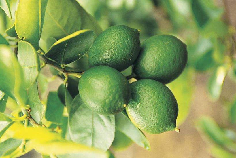 面食,无人,横图,室外,特写,白天,烹饪,西餐,植物,水果,叶子,科学,青柠檬,料理,食品,面点,图像,菜肴,美食,饮食,树,食物,概念,西式,摄影,佳肴,派,芸香科,生物学,清新,主题,柑橘属,落叶树,酸橙,代代,构图,橙子,橙,彩图,时空