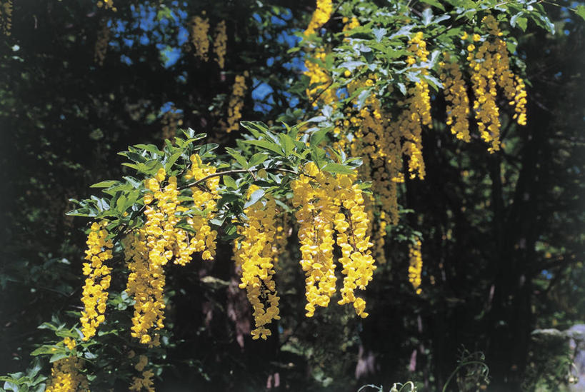 无人,横图,室外,特写,白天,仰视,植物,科学,图像,树,黄色,天空,自然,概念,摄影,生长,生物学,主题,自然现象,视角,金链花,构图,彩图,低角度拍摄,时空