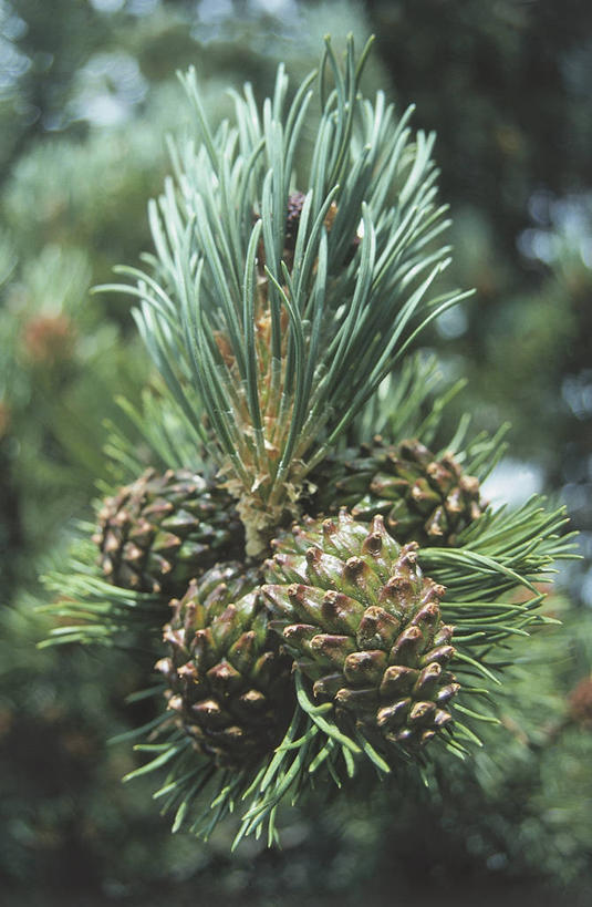 无人,竖图,室外,特写,白天,松树,水果,科学,食品,图像,自然,热带水果,概念,摄影,生长,生物学,主题,云杉,构图,针叶树,彩图,时空