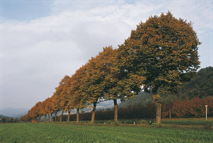 无人,横图,室外,白天,仰视,旅游,度假,美景,植物,一排,整齐,景观,田地,云,图像,娱乐,草,树,排列,天空,自然,享受,休闲,概念,景色,放松,摄影,生长,宁静,队列,自然风光,主题,自然现象,视角,落叶树,构图,椴树,彩图,低角度拍摄,时空,伪菩提树,林荫大道