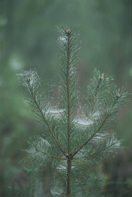 无人,竖图,室外,特写,白天,植物,叶子,枝,图像,树,自然,概念,摄影,生长,主题,云杉,构图,彩图,时空