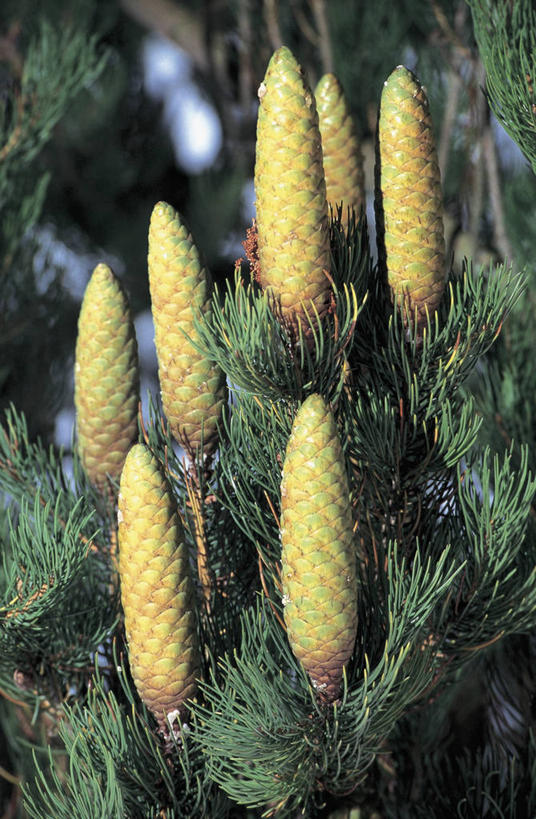 无人,竖图,室外,特写,白天,植物,水果,叶子,科学,食品,图像,树,自然,概念,摄影,生长,生物学,主题,云杉,构图,彩图,时空