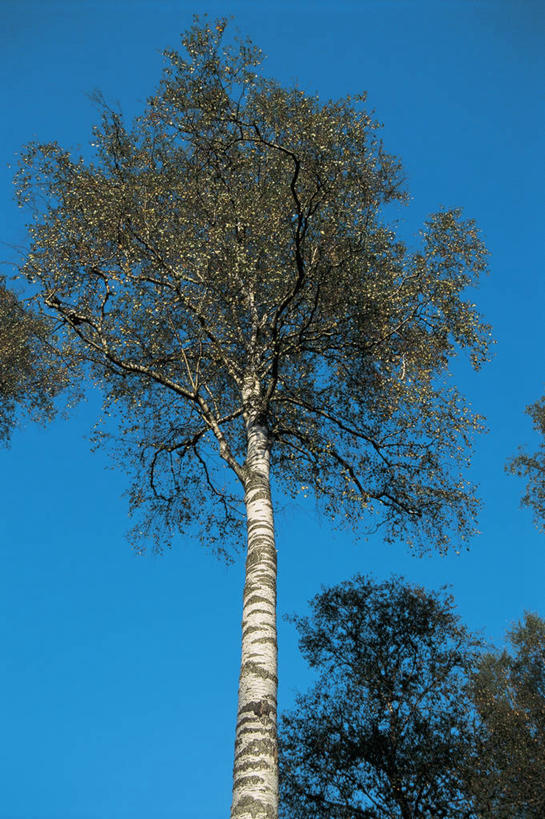 无人,竖图,室外,白天,仰视,植物,白桦树,叶子,图像,树,树干,天空,自然,概念,摄影,白桦,生长,主题,自然现象,视角,落叶树,万里无云,构图,彩图,低角度拍摄,时空