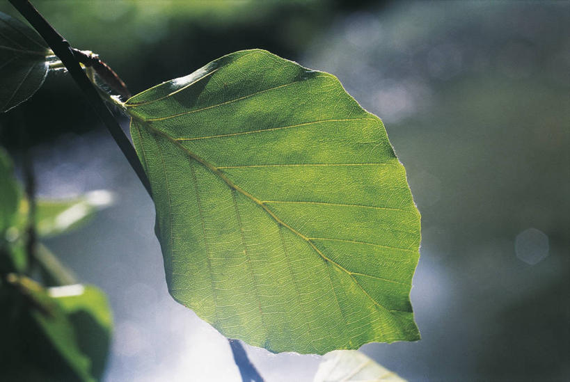 无人,横图,室外,特写,叶子,图像,自然,概念,摄影,生长,主题,山毛榉,落叶树,麻栎金刚,山毛榉树,构图,叶脉,彩图,欧洲山毛榉,壳斗,时空