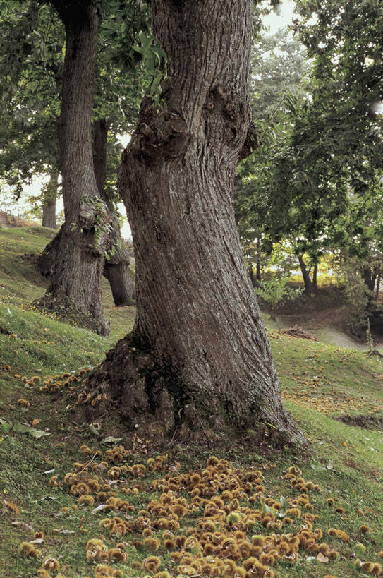 无人,竖图,室外,特写,白天,旅游,度假,美景,植物,意大利,欧洲,景观,栗子,坚果,图像,娱乐,草,树,树干,自然,享受,休闲,概念,景色,放松,摄影,生长,地中海文化,南欧,自然风光,主题,意大利文化,托斯卡纳区,落叶树,构图,栗树,彩图,旅行,时空,传统文化